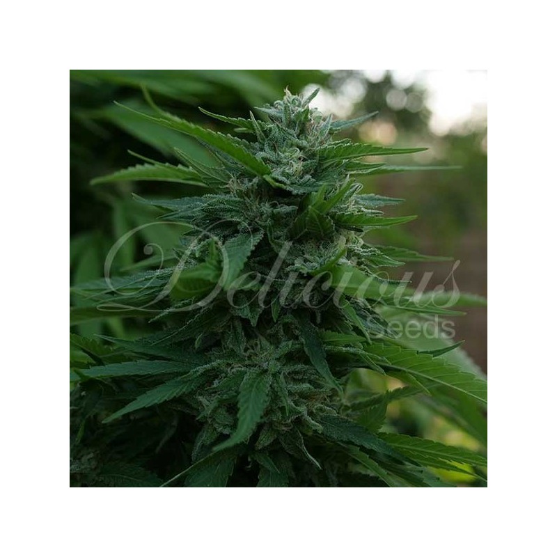 LORD KUSH · Delicious · kenevir tohum · Disi · Fem