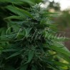 LORD KUSH · Delicious · cannabis seeds · Fem