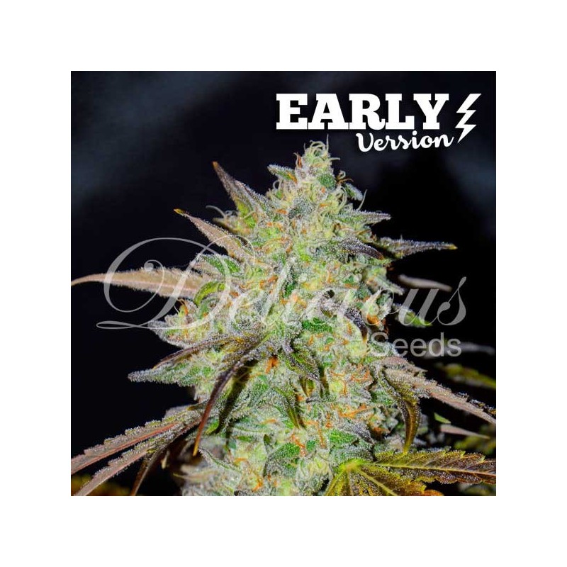 MARMALATE  EARLY VERSION · Delicious · kenevir tohum · Disi · Fem