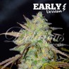 MARMALATE  EARLY VERSION · Delicious · kenevir tohum · Disi · Fem