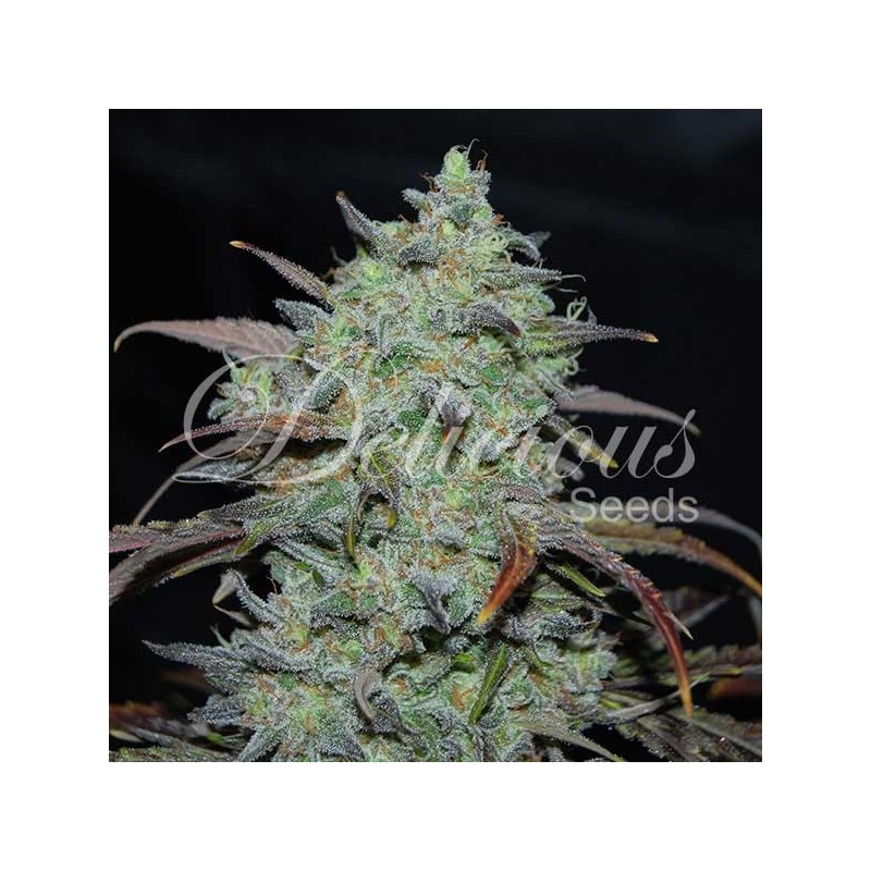 MARMALATE · Delicious · cannabis seeds · Fem