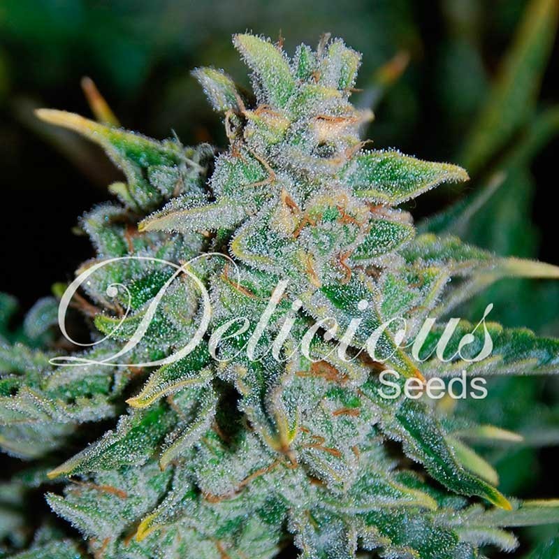 NORTHERN LIGHT BLUE AUTO · Delicious · kenevir tohum · Disi · AutoFem