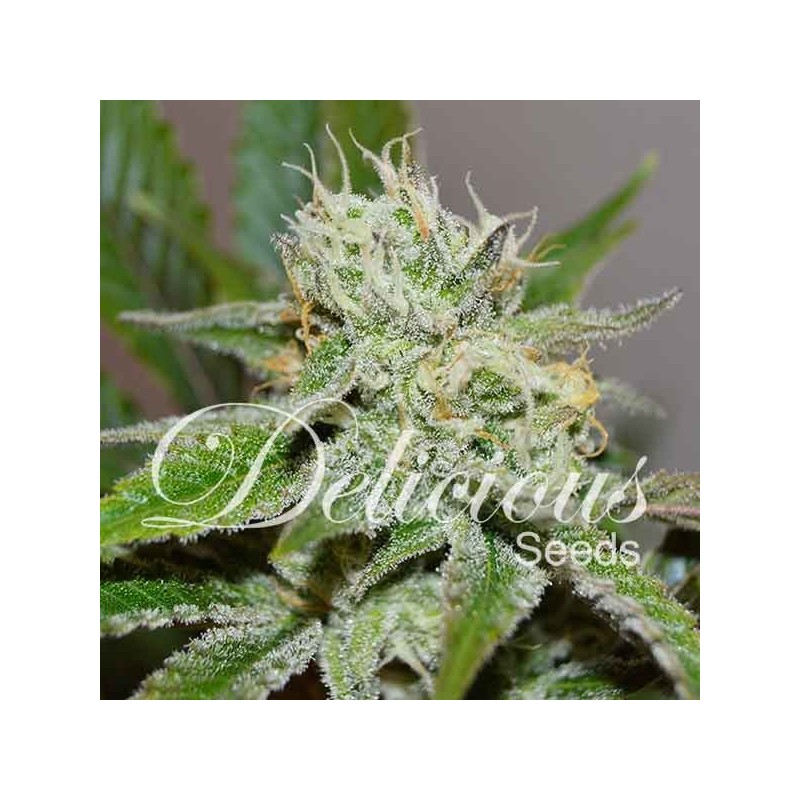 ORIGINAL JUAN HERER · Delicious · kenevir tohum · Disi · Fem