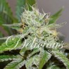 ORIGINAL JUAN HERER · Delicious · kenevir tohum · Disi · Fem