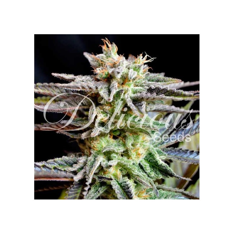 SUGAR BLACK ROSE · Delicious · kaufen  kenevir tohum · Disi · Fem