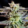 SUGAR BLACK ROSE · Delicious · kaufen  kenevir tohum · Disi · Fem