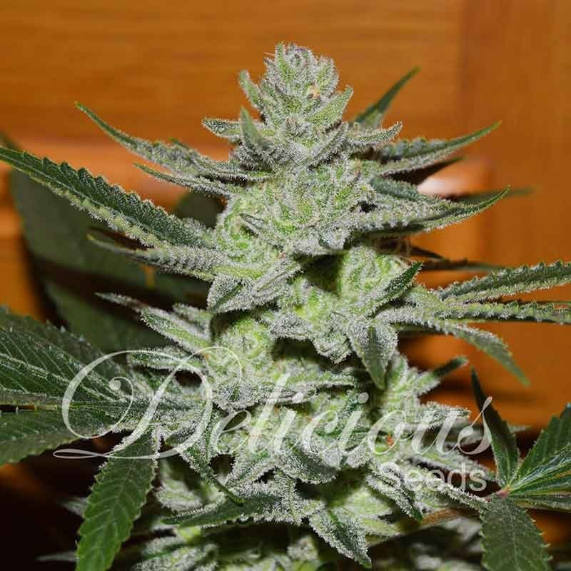 UNKNOWN KUSH · Delicious · cannabis seeds · Fem
