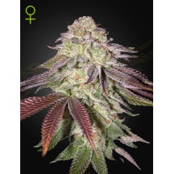 SUGARLATO AUTO · Green House Seeds · cannabis seeds · AutoFem