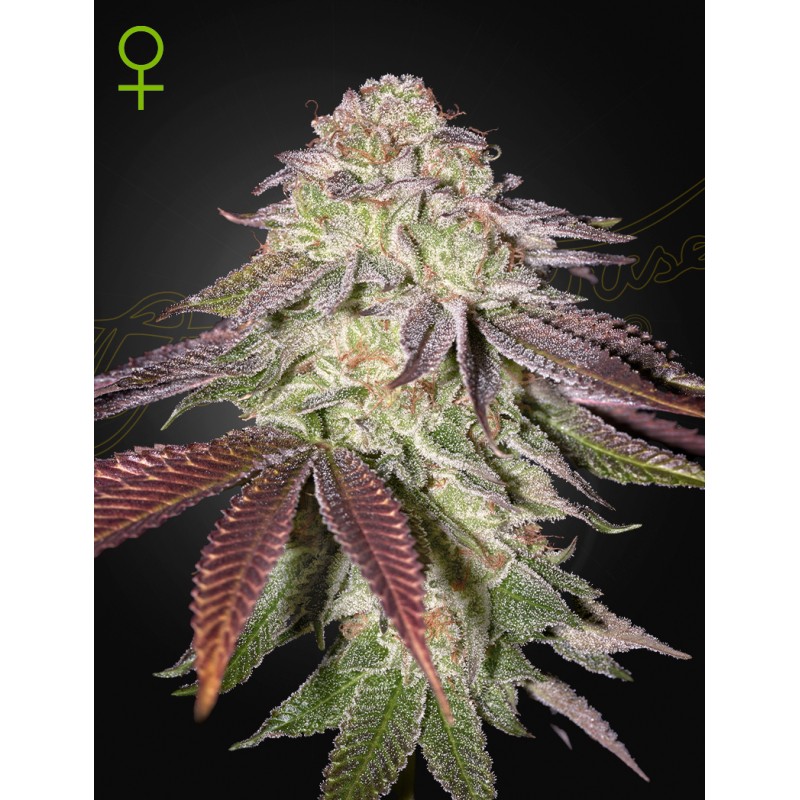 SUGARLATO AUTO · Green House Seeds · cannabis seeds · AutoFem