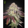 SUGARLATO AUTO · Green House Seeds · kenevir tohum · Disi · AutoFem