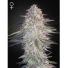 SUPER LEMON HAZE X PINK CANDY · Green House Seeds · cannabis seeds · Fem
