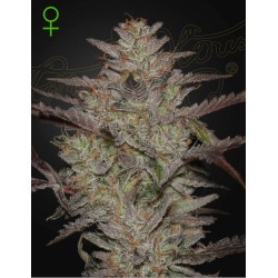 ALIENZ AUTO · Green House Seeds · cannabis seeds · Auto Fem