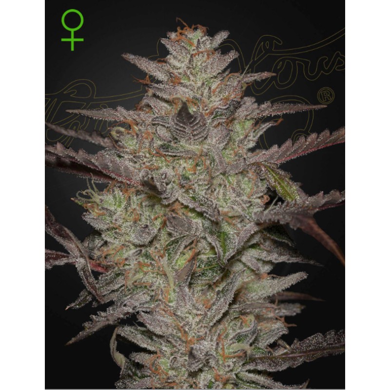 ALIENZ AUTO · Green House Seeds · kenevir tohum · Disi · Auto Fem