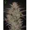 ALIENZ AUTO · Green House Seeds · cannabis seeds · Auto Fem
