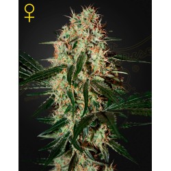 ARJAN'S HAZE 3 · Green House Seeds · kenevir tohum · Disi · Fem