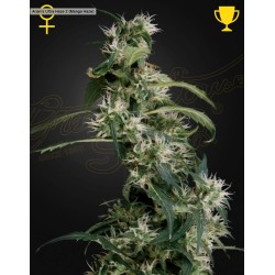 MAARJAN'S ULTRA HAZE 2 (MANGO HAZE) · Green House Seeds · kenevir tohum · Disi · Fem