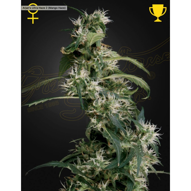 MAARJAN'S ULTRA HAZE 2 (MANGO HAZE) · Green House Seeds · kenevir tohum · Disi · Fem