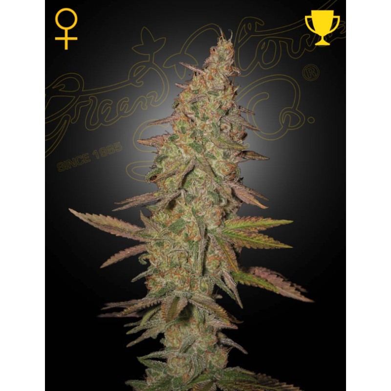 ARJAN'S ULTRA HAZE I · Green House Seeds · kenevir tohum · Disi · Fem