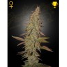 ARJAN'S ULTRA HAZE I · Green House Seeds · cannabis seeds · Fem