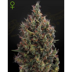 AUTO BIG BANG · Green House Seeds · cannabis seeds · Auto Fem