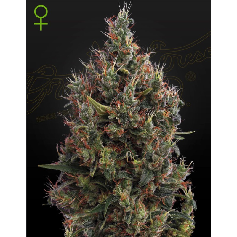 AUTO BIG BANG · Green House Seeds · kenevir tohum · Disi · Auto Fem