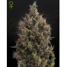 AUTO BIG BANG · Green House Seeds · kenevir tohum · Disi · Auto Fem