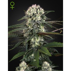AUTO BOMB · Green House Seeds · kenevir tohum · Disi · Auto Fem