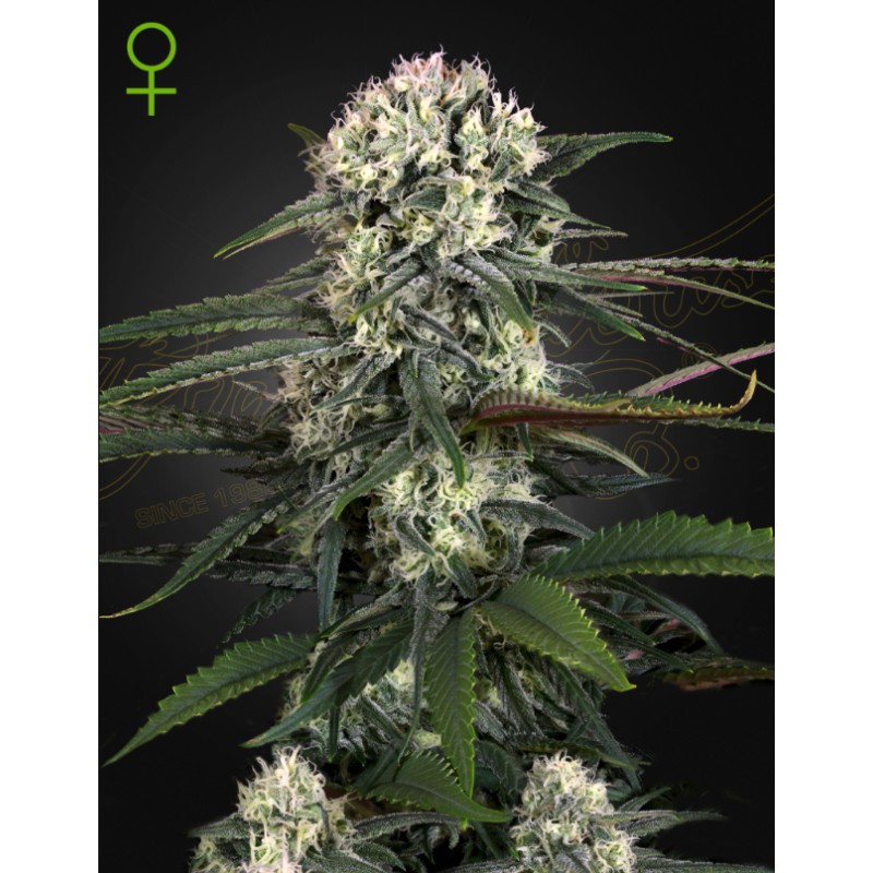 AUTO BOMB · Green House Seeds · kenevir tohum · Disi · Auto Fem