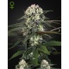AUTO BOMB · Green House Seeds · kenevir tohum · Disi · Auto Fem