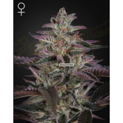 BANANA KRUMBLE · Green House Seeds · kenevir tohum · Disi · Fem