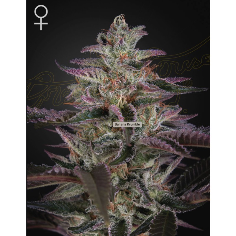 BANANA KRUMBLE · Green House Seeds · cannabis seeds · Fem