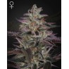 BANANA KRUMBLE · Green House Seeds · cannabis seeds · Fem
