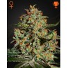BIG BANG · Green House Seeds · cannabis seeds · Fem