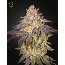 BLACK TOFFEE AUTO · Green House Seeds · kenevir tohum · Disi · AutoFem