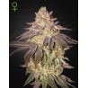 BLACK TOFFEE AUTO · Green House Seeds · kenevir tohum · Disi · AutoFem