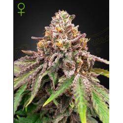 BLUE HAZE X GELATO 41 AUTO · Green House Seeds · kenevir tohum · Disi · Fem