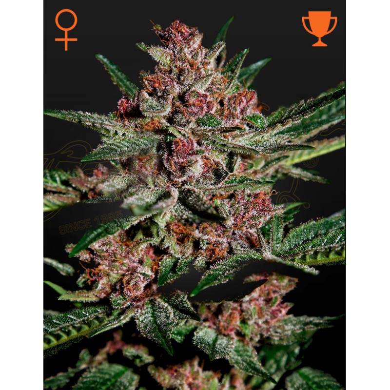 BUBBA KUSH · Green House Seeds · kenevir tohum · Disi · Fem