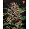 BUBBA KUSH · Green House Seeds · kenevir tohum · Disi · Fem