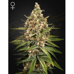 BUBBA SLUSH · Green House Seeds · kenevir tohum · Disi · Fem