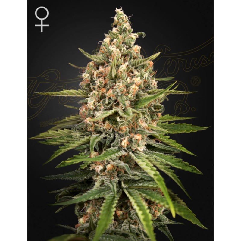 BUBBA SLUSH · Green House Seeds · cannabis seeds · Fem