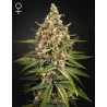 BUBBA SLUSH · Green House Seeds · cannabis seeds · Fem
