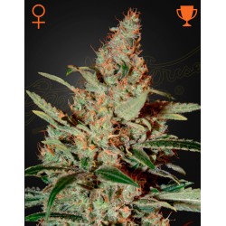 CHEMDOG · Green House Seeds · cannabis seeds · Fem