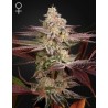 CHEMICAL BRIDE · Green House Seeds · cannabis seeds · Fem