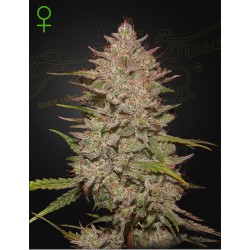 CHEMICAL CANDY AUTO · Green House Seeds · kenevir tohum · Disi · AutoFem