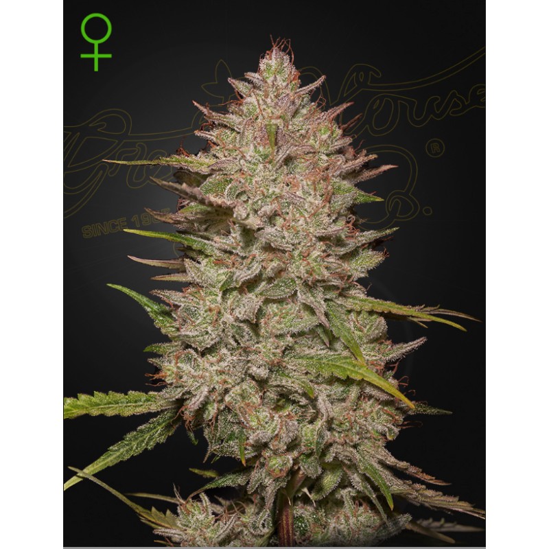 CHEMICAL CANDY AUTO · Green House Seeds · cannabis seeds · AutoFem