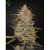 CHEMICAL CANDY AUTO · Green House Seeds · cannabis seeds · AutoFem
