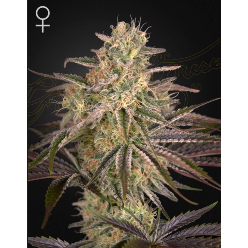 CLOUD WALKER · Green House Seeds · kenevir tohum · Disi · Fem