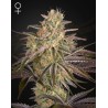 CLOUD WALKER · Green House Seeds · kenevir tohum · Disi · Fem