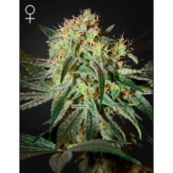 DAMN SOUR · Green House Seeds · kenevir tohum · Disi · Fem