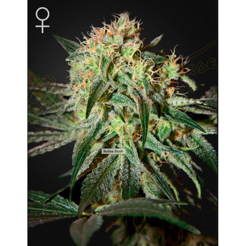 DAMN SOUR · Green House Seeds · kenevir tohum · Disi · Fem